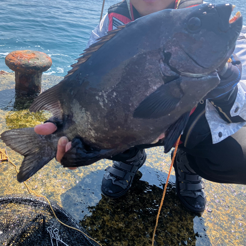 イシダイの釣果