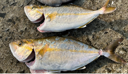 カンパチの釣果