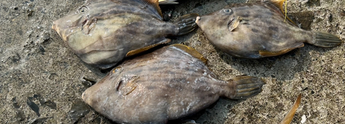 カワハギの釣果