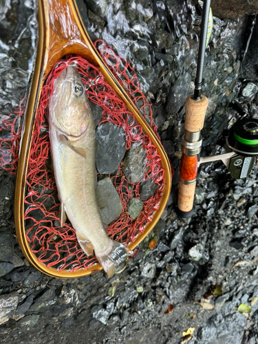 ヤマトイワナの釣果