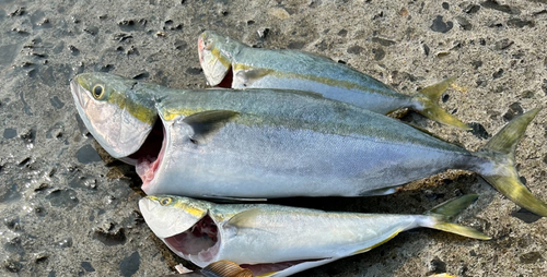 ワラサの釣果