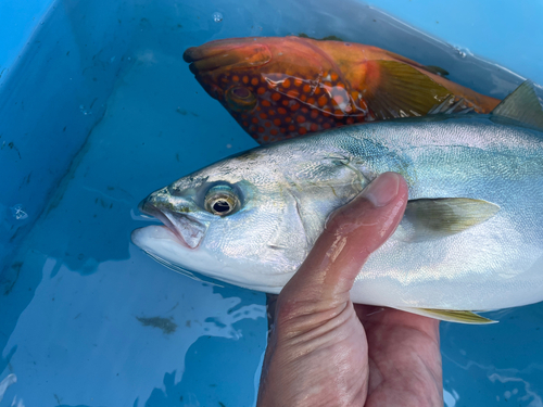 ハマチの釣果