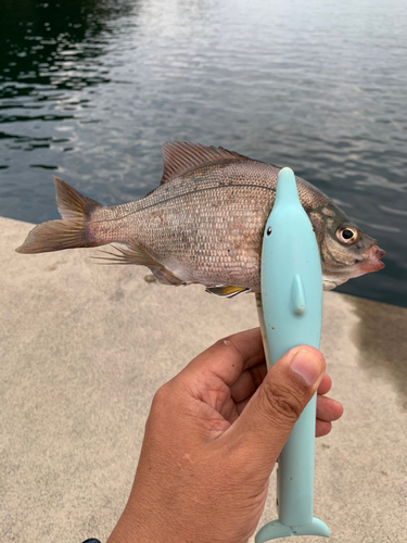 ウミタナゴの釣果