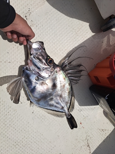 マトウダイの釣果