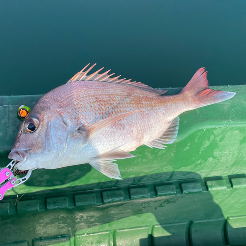 マダイの釣果