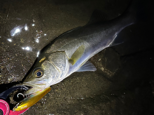 シーバスの釣果