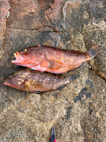 キジハタの釣果