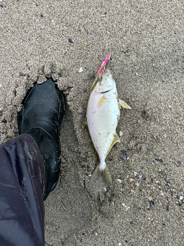 ショゴの釣果