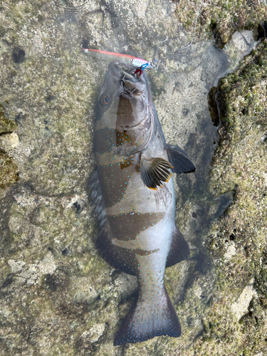 コクハンアラの釣果