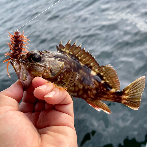 カサゴの釣果