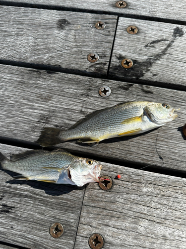 ニベの釣果