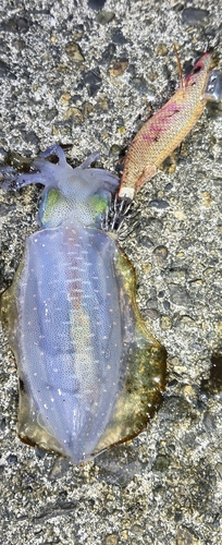 アオリイカの釣果