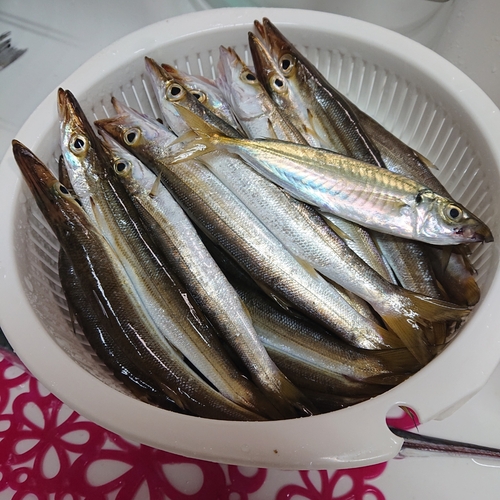 カマスの釣果