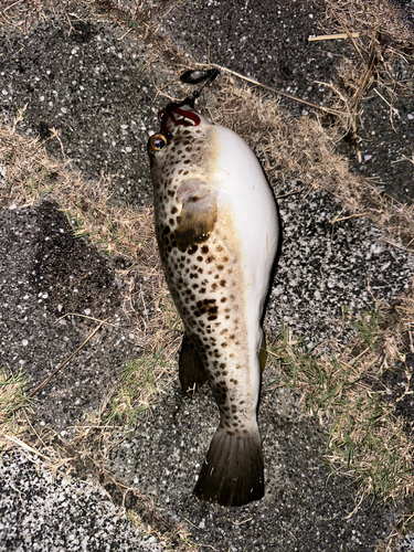 ショウサイフグの釣果