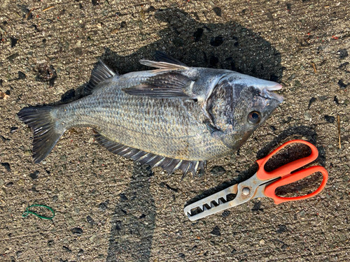 チヌの釣果