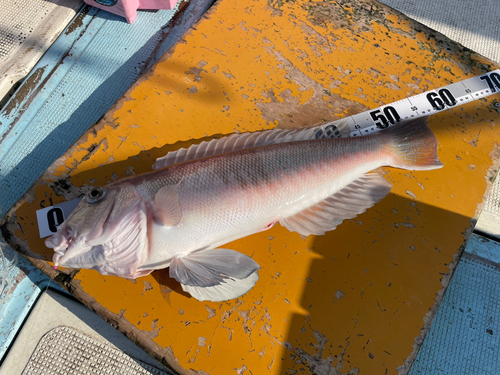 シロアマダイの釣果