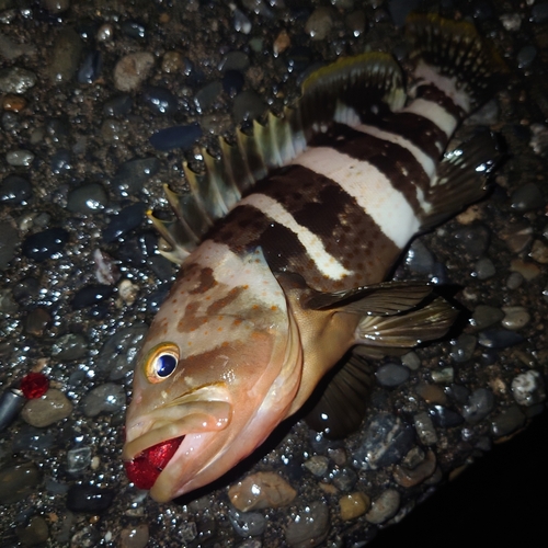 アオハタの釣果