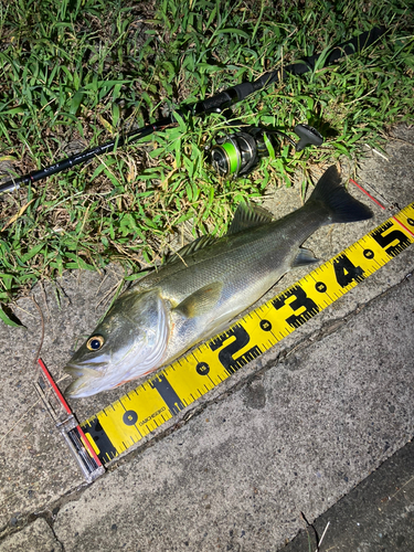 シーバスの釣果