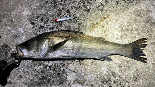 シーバスの釣果