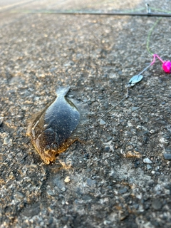 カレイの釣果