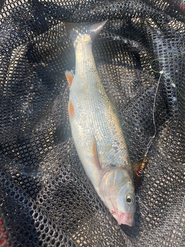 ウグイの釣果