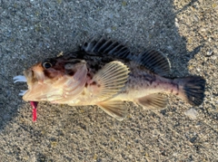 クロソイの釣果