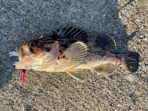 クロソイの釣果