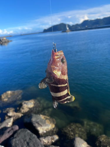 アオハタの釣果