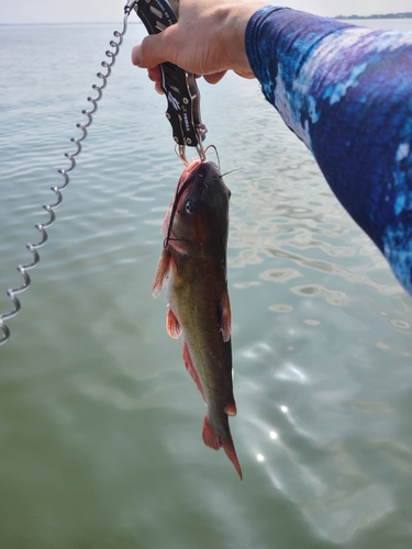 アメリカナマズの釣果