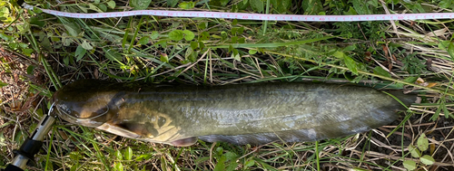 ナマズの釣果