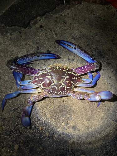 タイワンガザミの釣果