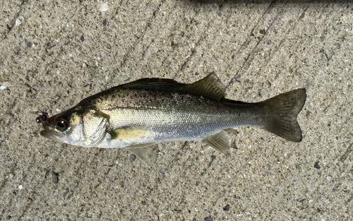 セイゴ（タイリクスズキ）の釣果