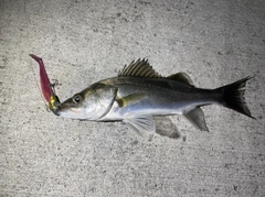 セイゴ（マルスズキ）の釣果