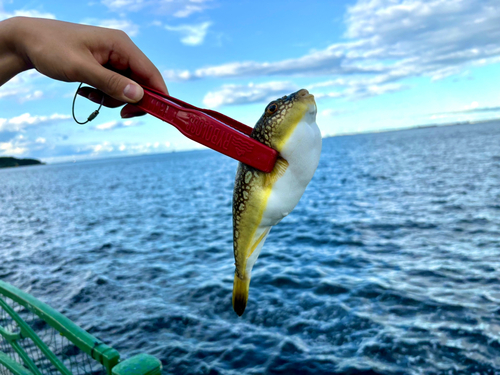 コモンフグの釣果