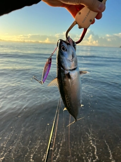 ソウダガツオの釣果