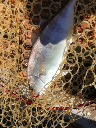 ショゴの釣果