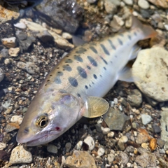 ヤマメの釣果