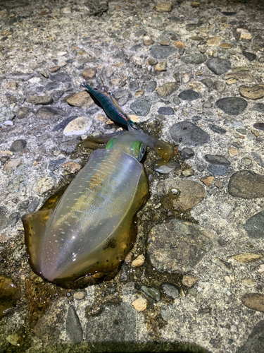 アオリイカの釣果