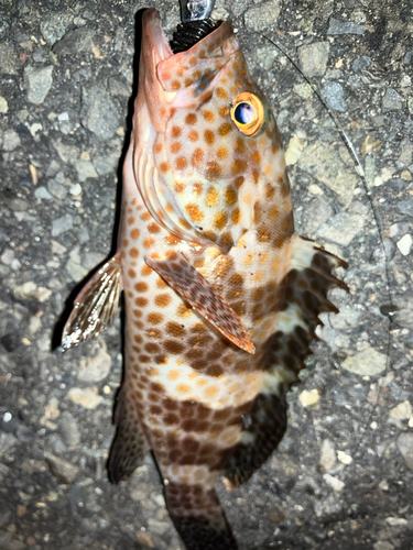 オオモンハタの釣果