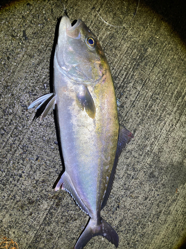 カンパチの釣果