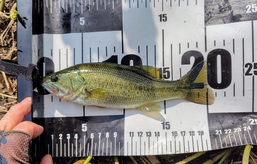 ブラックバスの釣果