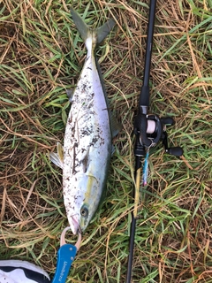 イナダの釣果