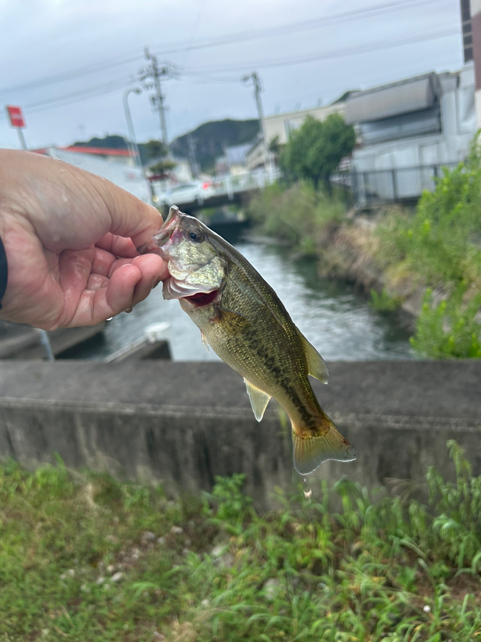 ブラックバス