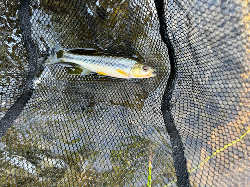 カワムツの釣果