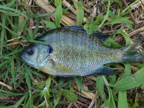 ブルーギルの釣果