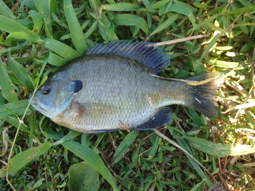 ブルーギルの釣果