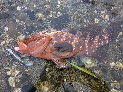 キジハタの釣果