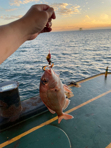 マダイの釣果