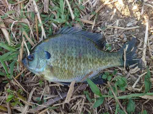 ブルーギルの釣果