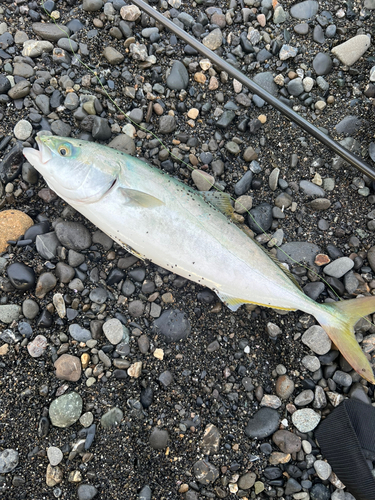 イナダの釣果